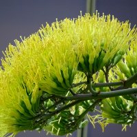 Цветы агавы :: Лейла Новикова