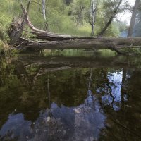 Лесной ручей и сломанное дерево. :: Евгений Андреев