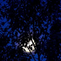 Луна за деревом. :: Виталий Дарханов