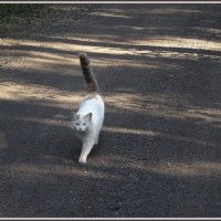 Встречная красавица или кошка, которая гуляет сама по себе. :: Вера 