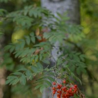 Рябина :: Анатолий Корнейчук