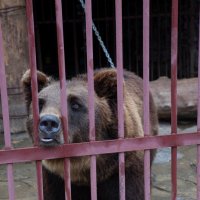 Медведь в клетке :: Наталья Повстина