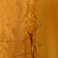 Большой комар. :: Виталий Дарханов
