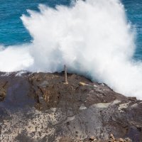 Волны Honolulu :: Vita Farrar