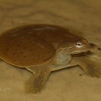 Черепаха мягкотелая американская колючая - Apalone spinifera :: Евгений 