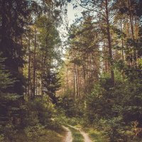 Дорожка через лес :: Анастасия 