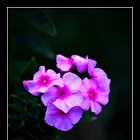 из жини цветов :: gribushko грибушко Николай