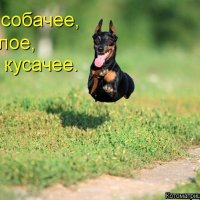 Собакин :: Юрий Тарасов