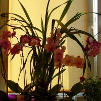 Орхидеи на окне :: lara461 