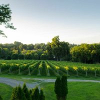 Виноградник в Пенсильвании :: Vadim Raskin