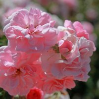 Розовые розы... :: leoligra 