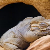 Носорог Iguana :: Georg Förderer