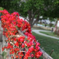 Красивая ограда :: Артем Бардюжа