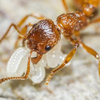 Красный муравей :: Богдан Петренко