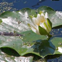 Лилии в пруду :: leoligra 