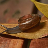 the snail :: Георгий Муравьев