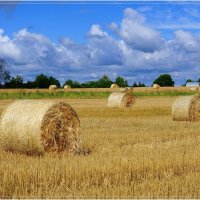 Урожай пшеницы :: Андрей Куприянов