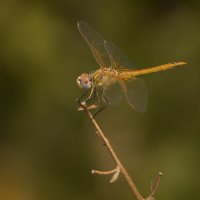 Odonata :: Ирина Байбулатова