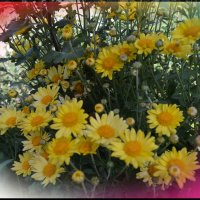 Цветы моего сада. Хризантемы - цветы короткого дня. :: Юрий Пожидаев