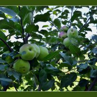 Яблочные гроздья :: Тарас Грушивский