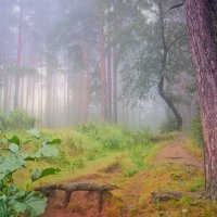 Через пень-колоду... :: Владимир Комышев