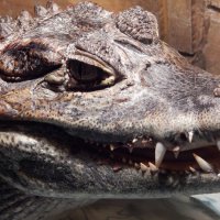 Крокодил в террариуме. :: Светлана Н