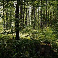 Солнечный лес :: Любовь Чунарёва