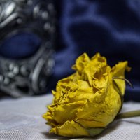 Желтая роза :: Mara Vlasova