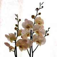 Роскошная орхидея :: Екатерина Мовчан