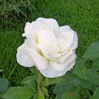 Белая роза :: Наталья (Nattina) ...