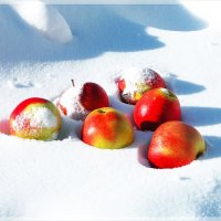 Яблоки на снегу... :: Татьяна и Александр Акатов