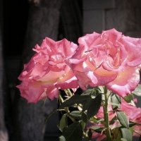 Крымские розы :: Елена Даньшина