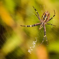 Аргиопа Брюнниха, или паук-оса (лат. Argiope bruennichi) :: Андрей Шевчик