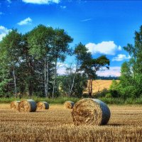 Сбор урожая.Ждёт дождя. :: Андрей Куприянов