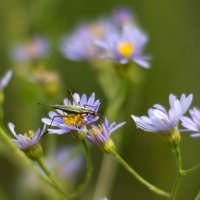 один миг из жизни кузнечика... :: Валерия Валерия