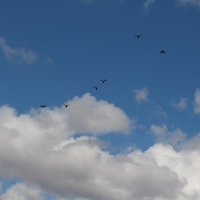 В высоком небе летают птицы :: roman tsibulin