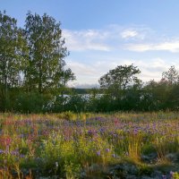 Цветочный остров на Онежском озере :: Нина Иванова