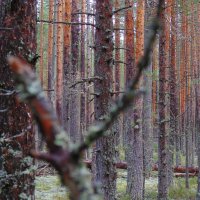 Зачарованный лес :: ii_ik Иванов