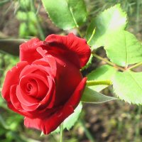 Красная  роза- символ  страсти lotos 5 :: Valentina Lujbimova [lotos 5]