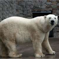 Белый медведь *** Polar Bear :: Александр Борисов
