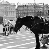 Лошадки на Дворцовой :: Ольга Имайкина