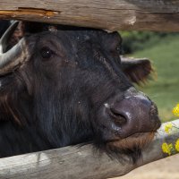 Эх, жисть... :: Николай Бабухин