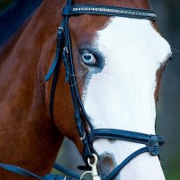 blue-eyed horse :: Наталья Спиридонова 