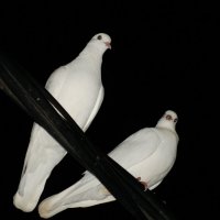 Ночные голуби :: JW_overseer JW