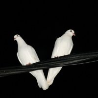 Ночные голуби :: JW_overseer JW