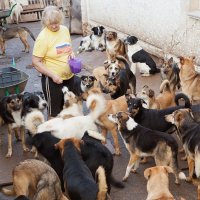 Будни одного приюта для бездомных собак :: Анатолий Тимофеев