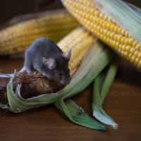 Мышь и кукуруза. :: Наталья Чернова