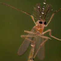 Вот такая насекомая!! :: Иван Клещин