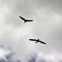 Птицы в небе :: Светлана SvetNika17