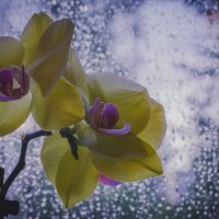 орхидея... :: Яна Н.